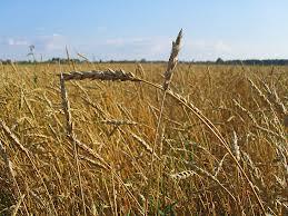Wheat Gluten