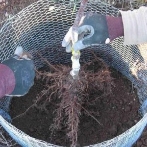 Gopher Control Wire Mesh