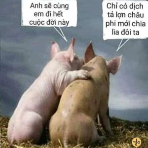Test nhanh - dịch tả heo Châu Phi - trong 10 phút