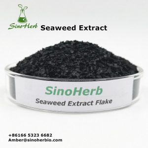 Seaweed Extract Powder